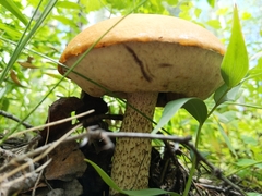 Leccinum insigne