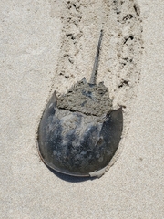 Limulus polyphemus