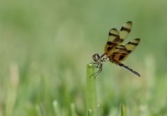 Celithemis eponina