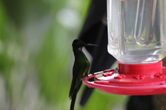 Heliodoxa imperatrix