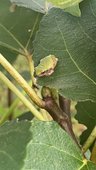 Hyla versicolor