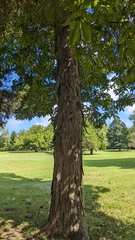Carya ovata