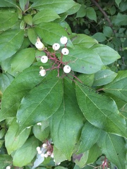 Cornus drummondii