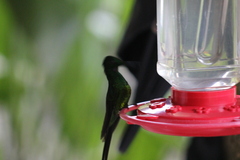 Heliodoxa imperatrix