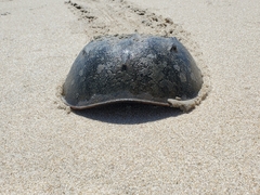 Limulus polyphemus