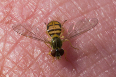 Toxomerus marginatus