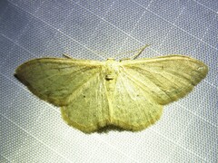 Idaea straminata