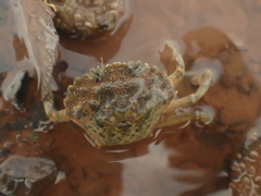 Carcinus maenas