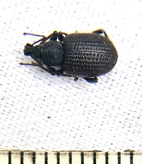 Otiorhynchus rugosostriatus