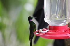 Heliodoxa imperatrix