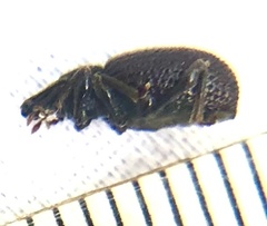 Otiorhynchus rugosostriatus