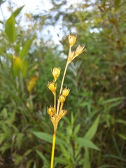 Juncus dudleyi