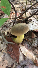 Retiboletus ornatipes