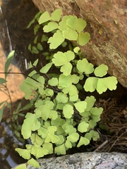 Adiantum poiretii