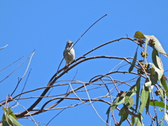 Baeolophus inornatus