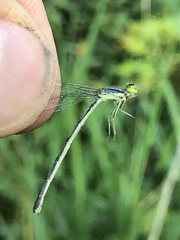Ischnura