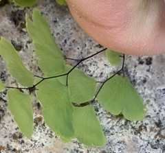 Adiantum poiretii