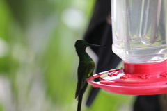 Heliodoxa imperatrix