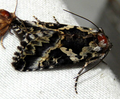 Syngrapha rectangula