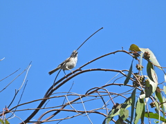 Baeolophus inornatus