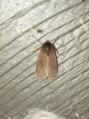 Phragmatobia fuliginosa