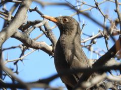 Turdus chiguanco