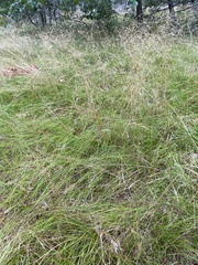 Deschampsia cespitosa