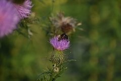 Bombus griseocollis