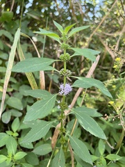 Mentha canadensis
