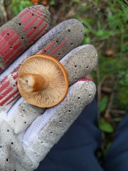 Fungi