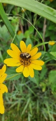 Bombus impatiens