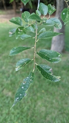 Ulmus pumila