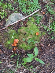 Fungi