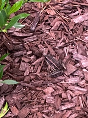 Lithobates palustris