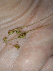 Juncus dudleyi