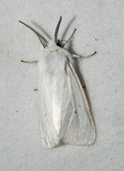 Spilosoma