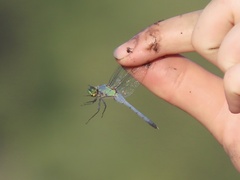 Erythemis simplicicollis