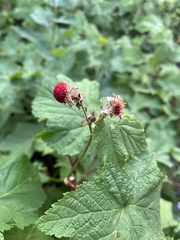 Rubus parviflorus