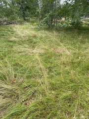 Deschampsia cespitosa