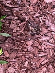 Lithobates palustris