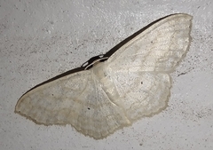 Scopula limboundata