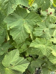 Rubus parviflorus