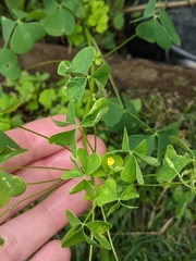 Oxalis stricta