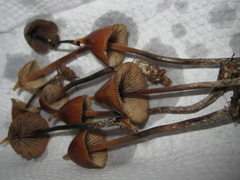 Psilocybe