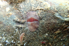 Notoplana sanguinea