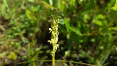 Platanthera aquilonis