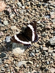 Limenitis arthemis arthemis