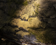 Chrysothrix candelaris