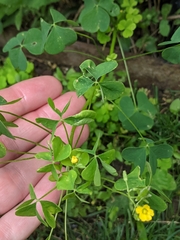 Oxalis stricta