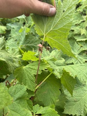 Rubus parviflorus